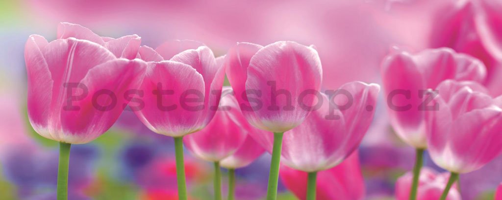 Fototapeta: Fialové tulipány - 104x250 cm