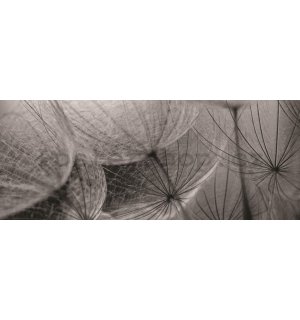Fototapeta: Pampeliška (černobílý detail) - 104x250 cm