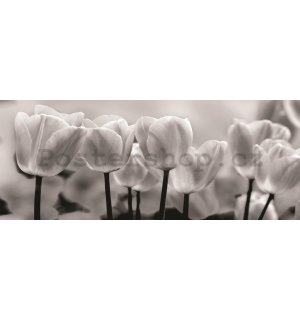 Fototapeta: Bílé a Černé Tulipány - 104x250 cm