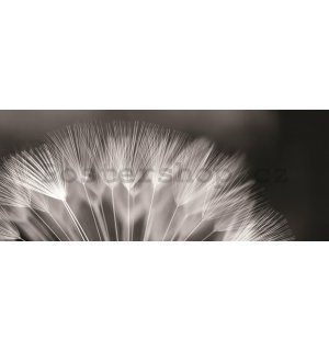 Fototapeta: Černobílá pampeliška - 104x250 cm