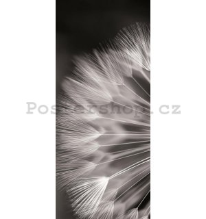 Fototapeta: Černobílá pampeliška - 211x91 cm