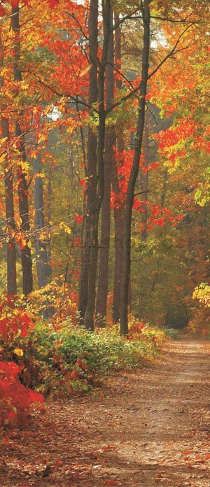 Fototapeta samolepící: Podzimní les - 211x91 cm