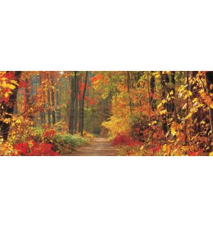 Fototapeta: Podzimní les - 104x250 cm
