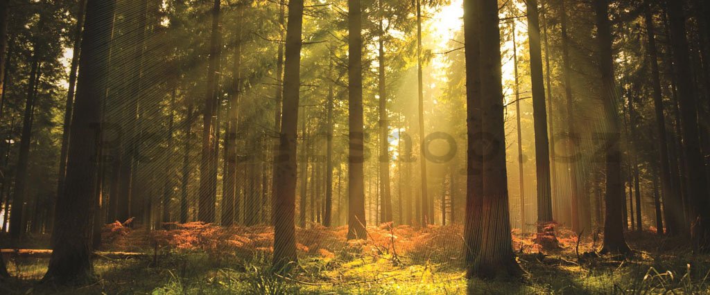 Fototapeta: Východ slunce v lese - 104x250 cm