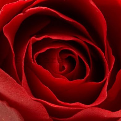 Obraz na skle - Červená růže