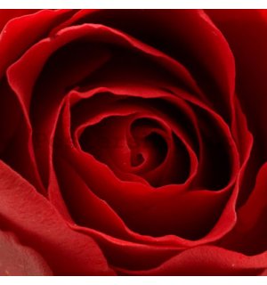 Obraz na skle - Červená růže