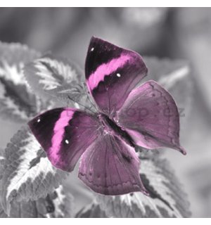 Obraz na skle - Motýl (10)