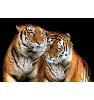 Fototapeta: Dva tygři - 184x254 cm