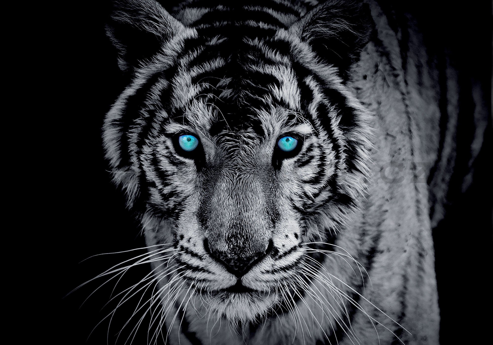 Fototapeta: Černobílý tygr - 254x368 cm