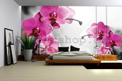 Fototapeta: Orchidej na šedém pozadí - 184x254 cm