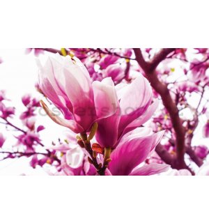 Fototapeta: Růžová magnolie - 184x254 cm