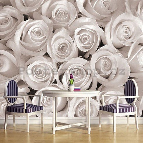 Fototapeta: Bílá růže - 184x254 cm