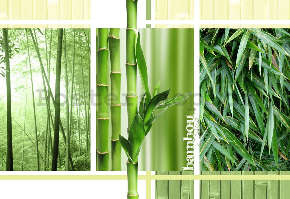 Fototapeta: Bambus - 184x254 cm
