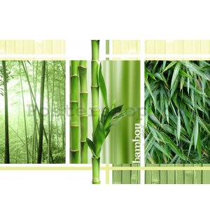 Fototapeta: Bambus - 184x254 cm