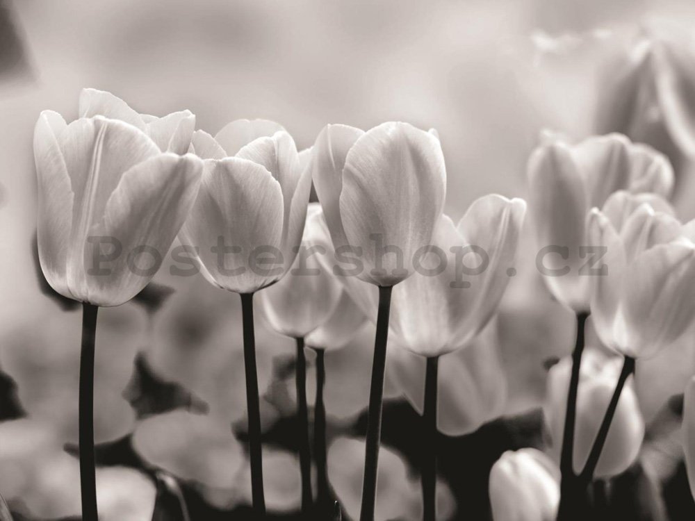 Fototapeta: Bílé a Černé Tulipány - 184x254 cm
