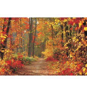 Fototapeta: Podzimní les - 184x254 cm