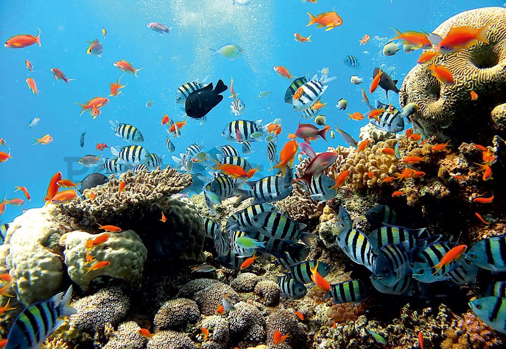 Fototapeta: Korálový útes - 184x254 cm