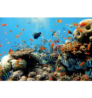 Fototapeta: Korálový útes - 184x254 cm