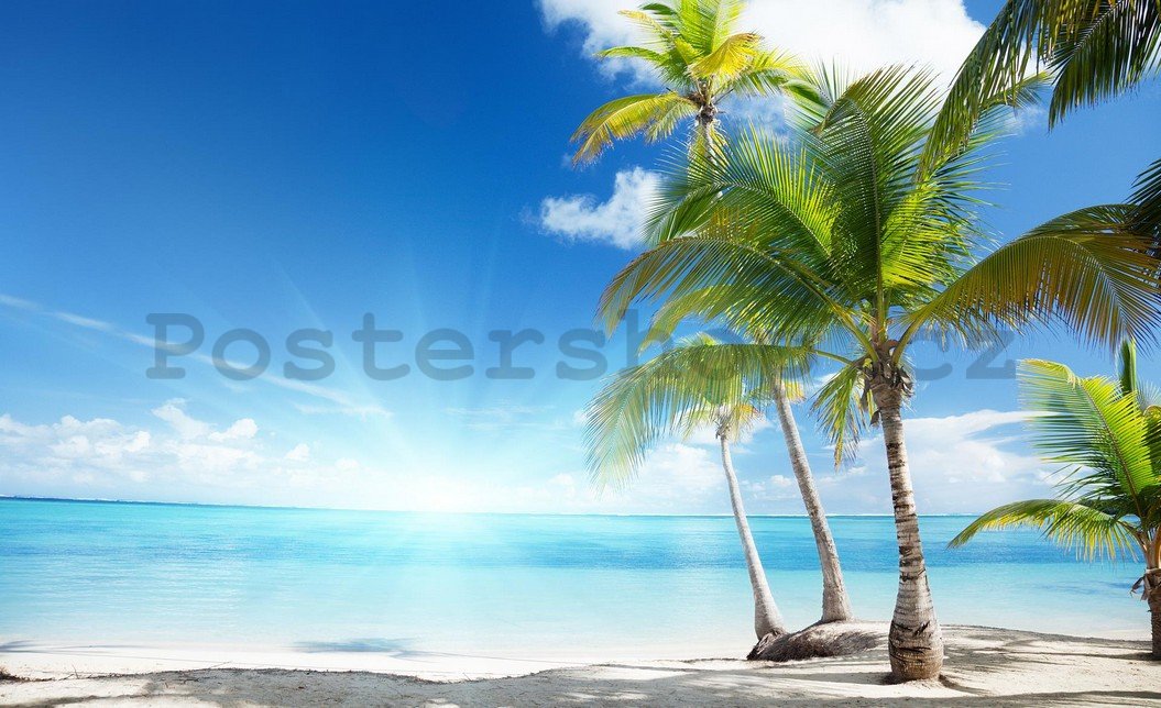 Fototapeta: Palmy na pláži - 184x254 cm