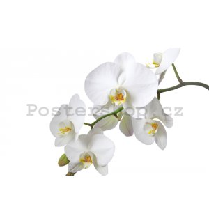 Fototapeta: Bílá Orchidea - 184x254 cm