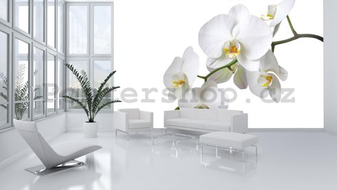 Fototapeta: Bílá Orchidea - 184x254 cm