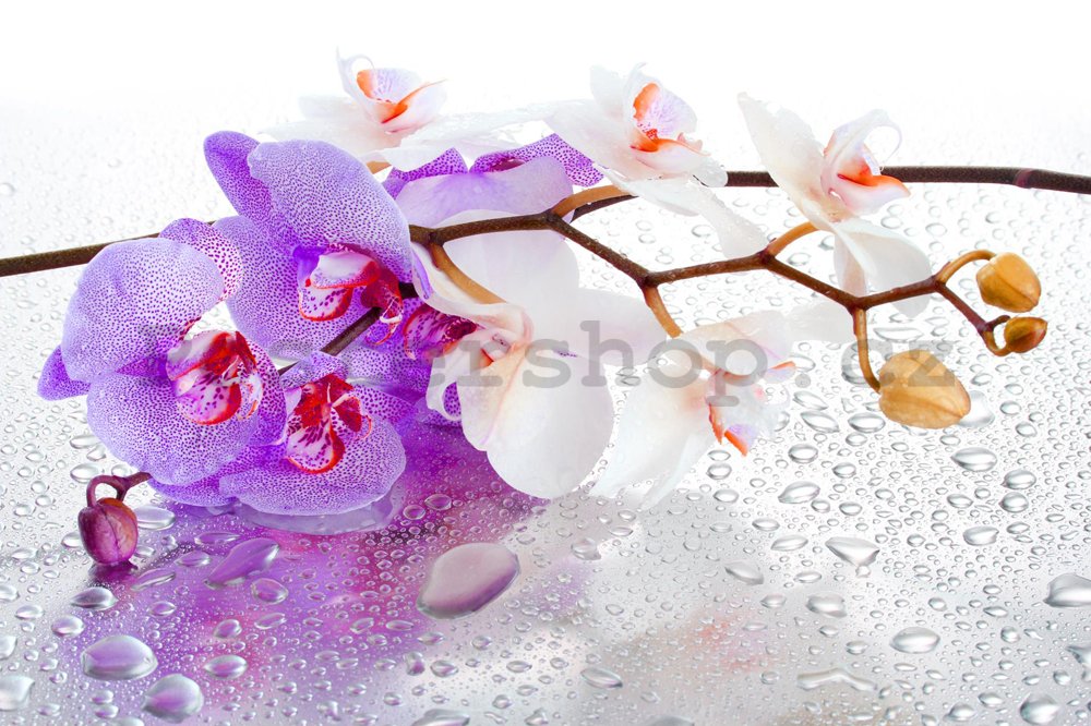 Fototapeta: fialovo-bílá orchidej - 184x254 cm
