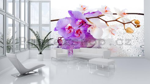 Fototapeta: fialovo-bílá orchidej - 184x254 cm