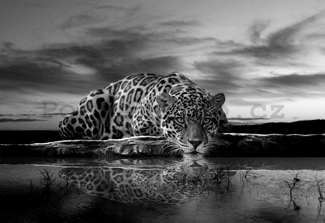 Fototapeta: Jaguar (černobílý) - 184x254 cm