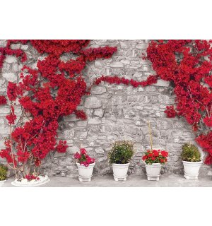 Fototapeta: Červená květinová zeď - 184x254 cm
