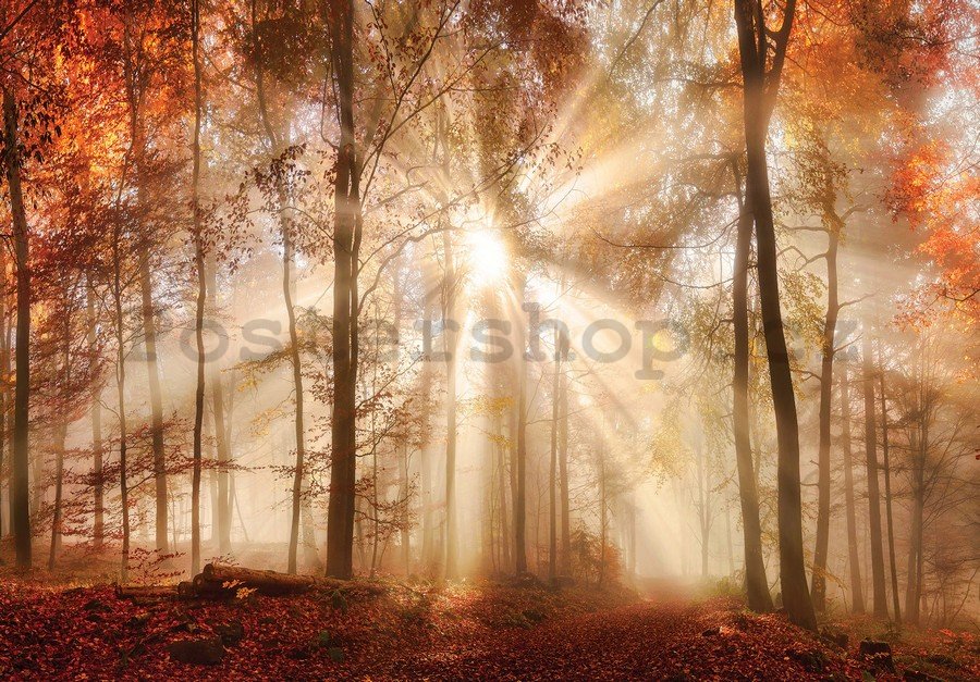 Fototapeta: Lesní rozbřesk - 184x254 cm