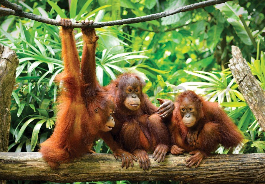 Fototapeta: Orangutani - 254x368 cm