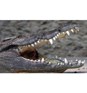 Fototapeta: Krokodýl - 184x254 cm