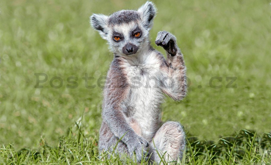 Fototapeta: Lemur - 254x368 cm