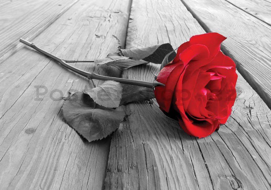 Fototapeta: Červená růže - 184x254 cm