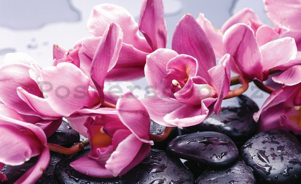 Fototapeta: Lázeňské kameny a růžové orchideje - 184x254 cm