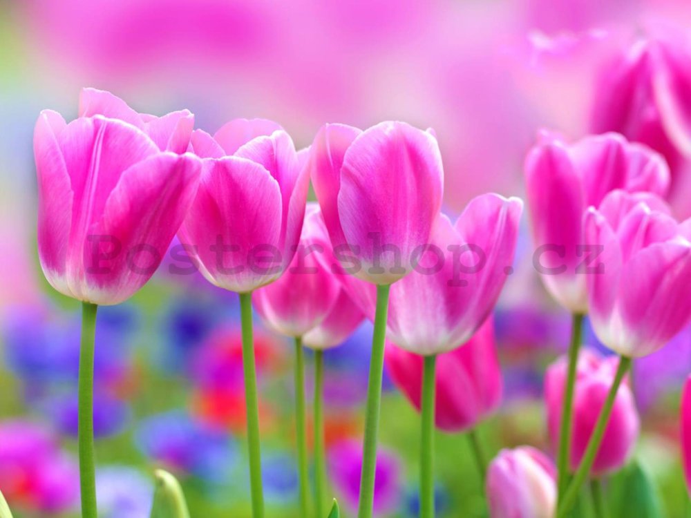 Fototapeta: Fialové tulipány - 184x254 cm
