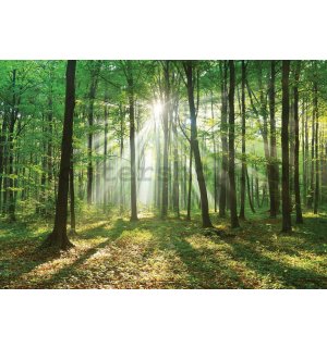 Fototapeta: Slunce v lese (3) - 184x254 cm