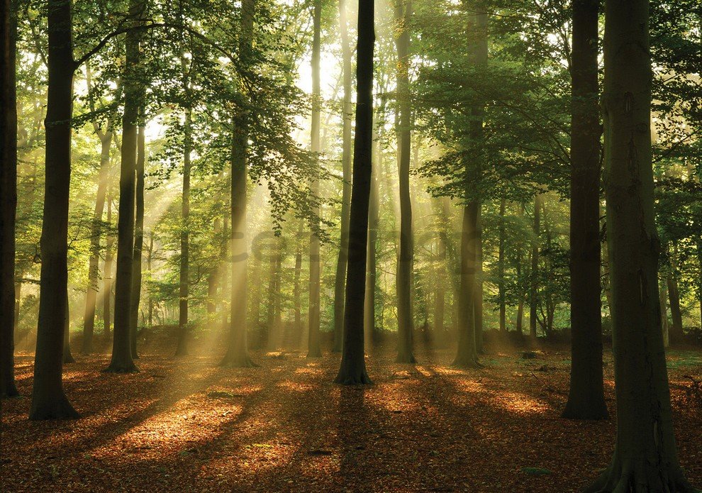 Fototapeta: Slunce v lese (4) - 184x254 cm