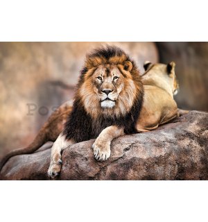 Plakát - Královský lev