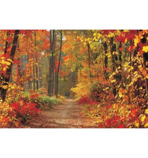 Fototapeta vliesová: Podzimní les - 104x152,5 cm