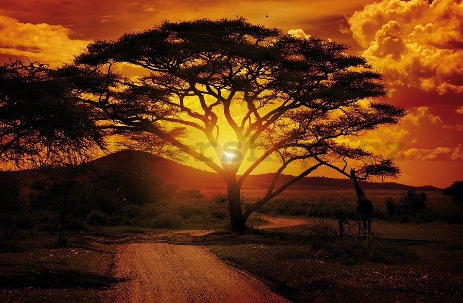 Fototapeta vliesová: Africký západ slunce - 184x254 cm
