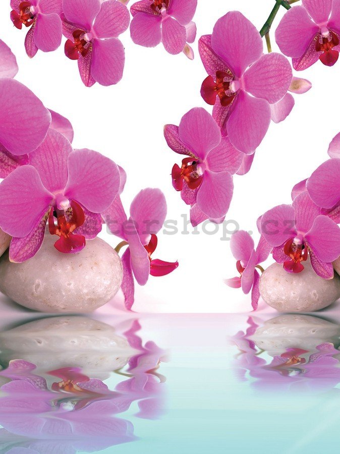 Fototapeta: Orchidej a kameny - 254x184 cm
