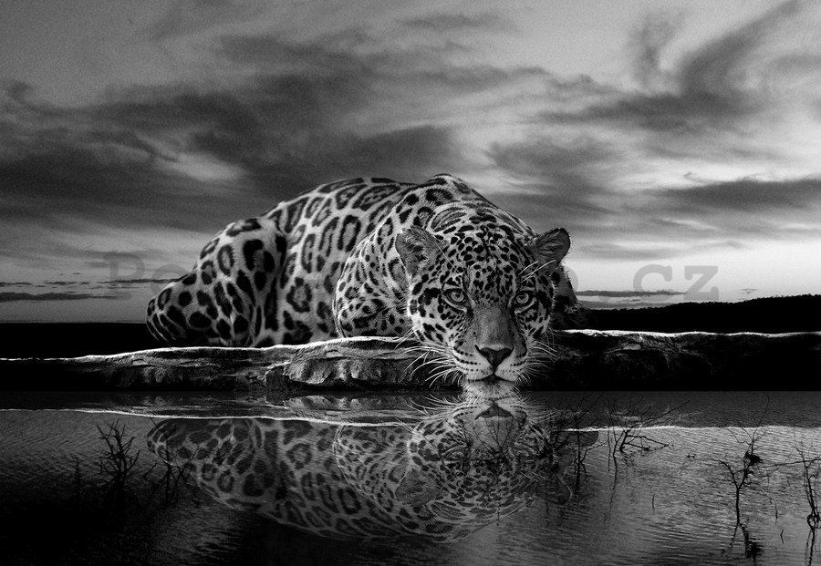 Fototapeta vliesová: Jaguar (černobílý) - 104x152,5 cm