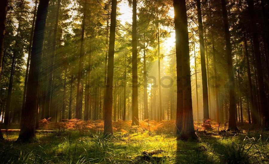 Fototapeta vliesová: Východ slunce v lese - 104x152,5 cm