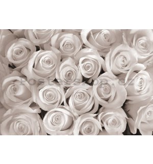 Fototapeta vliesová: Bílá růže - 184x254 cm