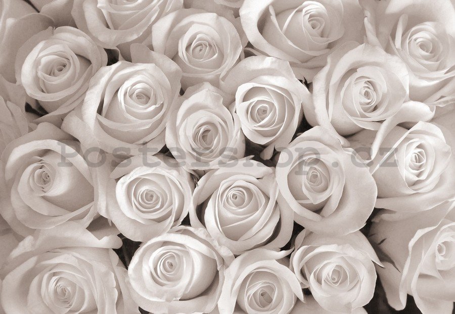 Fototapeta vliesová: Bílá růže - 104x152,5 cm