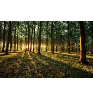 Fototapeta vliesová: Západ slunce v lese - 104x152,5 cm