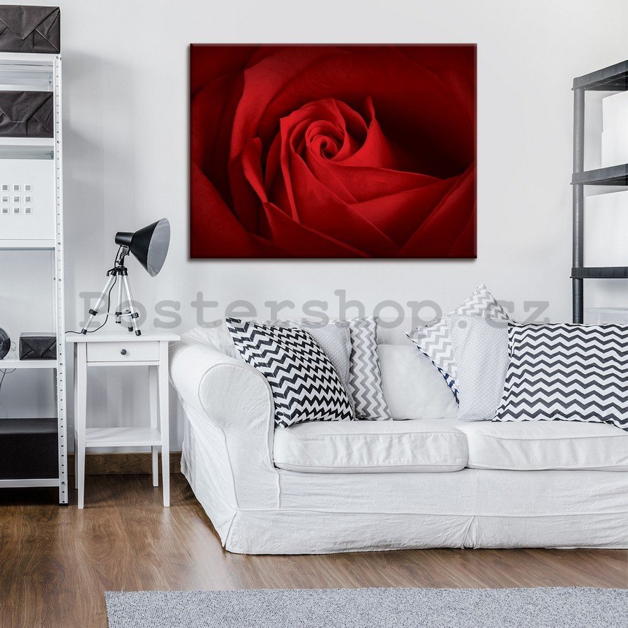 Obraz na plátně: Detail červené růže - 75x100 cm