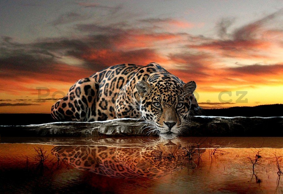 Obraz na plátně: Jaguár - 75x100 cm