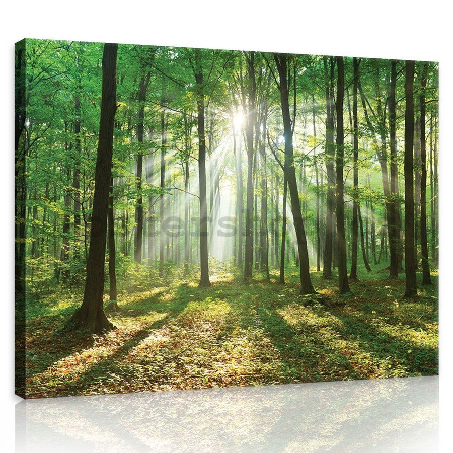 Obraz na plátně: Slunce v lese (3) - 75x100 cm